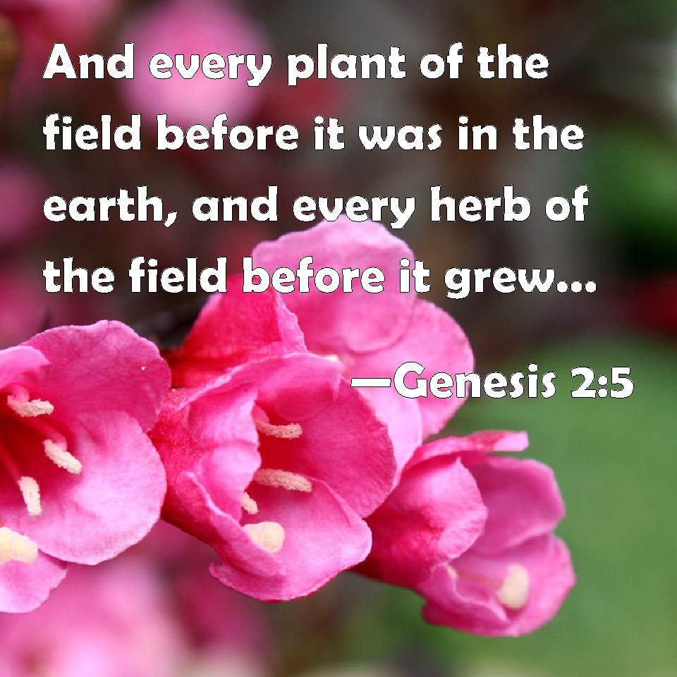 genesis-2-5-and-every-plant-of-the-field-before-it-was-in-the-earth