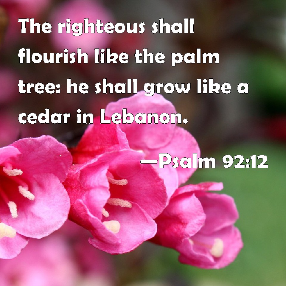 Psalm 92 12 The Righteous Shall Flourish Like The Palm Tree He Shall 