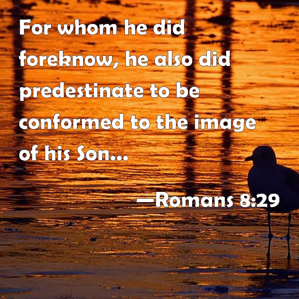 romans-8-29-for-whom-he-did-foreknow-he-also-did-predestinate-to-be