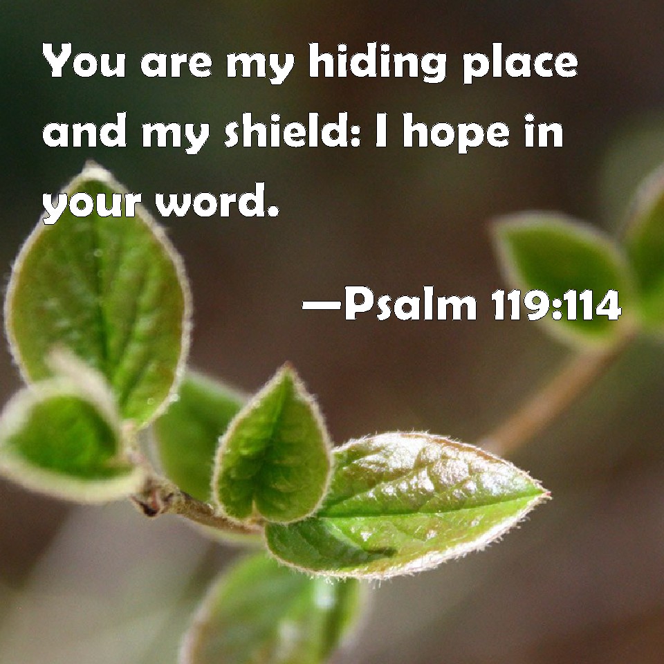 Psalm 119 114 You Are My Hiding Place And My Shield I Hope In Your Word 