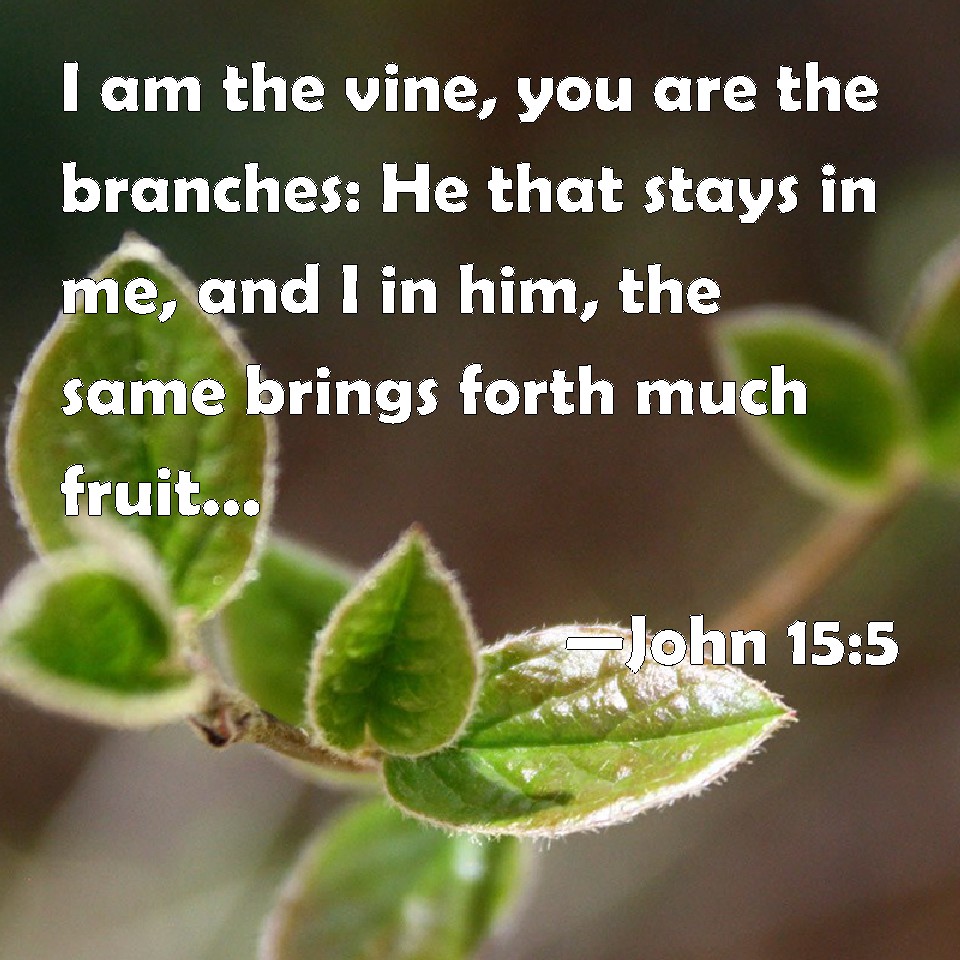 John 15:5 I am the vine, you are the branches: He that stays in me, and ...