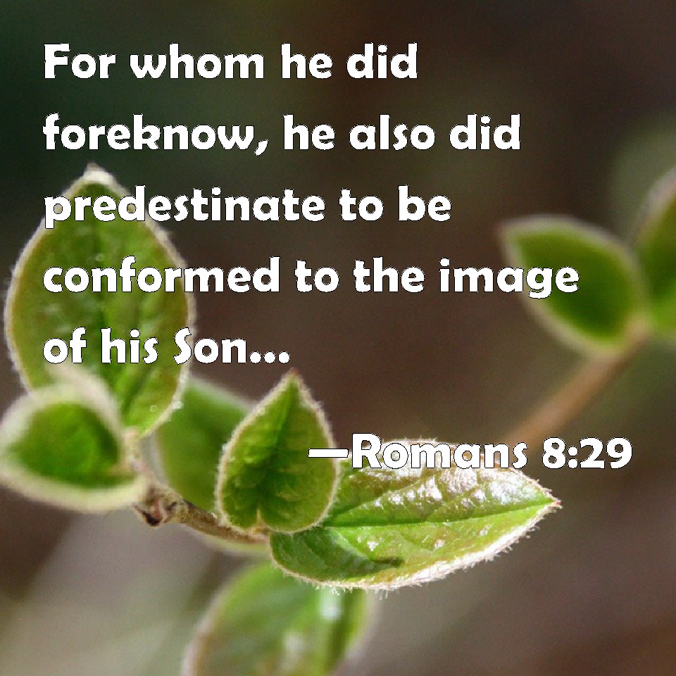 romans-8-29-for-whom-he-did-foreknow-he-also-did-predestinate-to-be