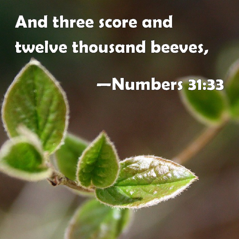 numbers-31-33-and-three-score-and-twelve-thousand-beeves