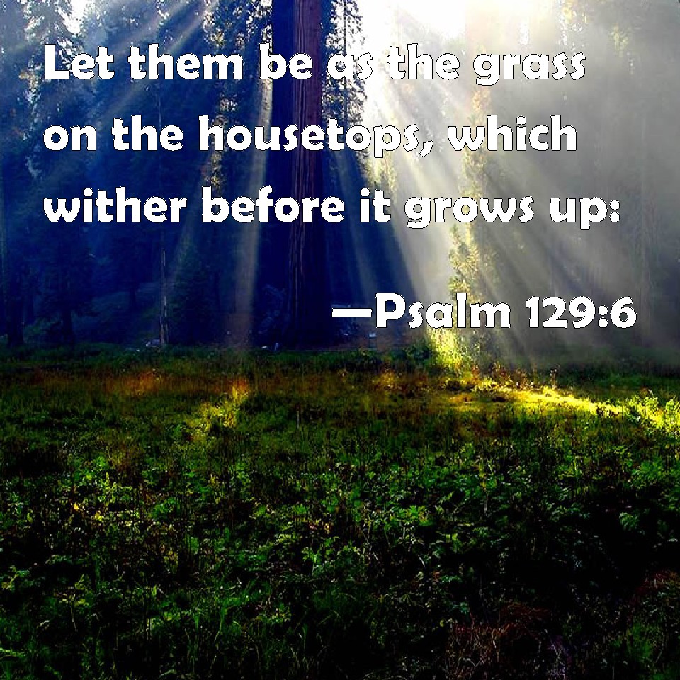 Psalm 129:6 Let them be as the grass on the housetops, which wither ...