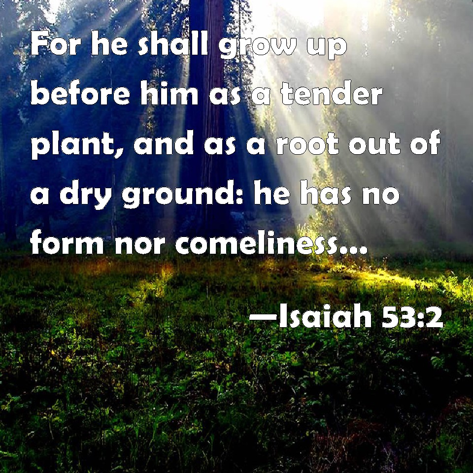 Isaiah 53 2 For He Shall Grow Up Before Him As A Tender Plant And As A 