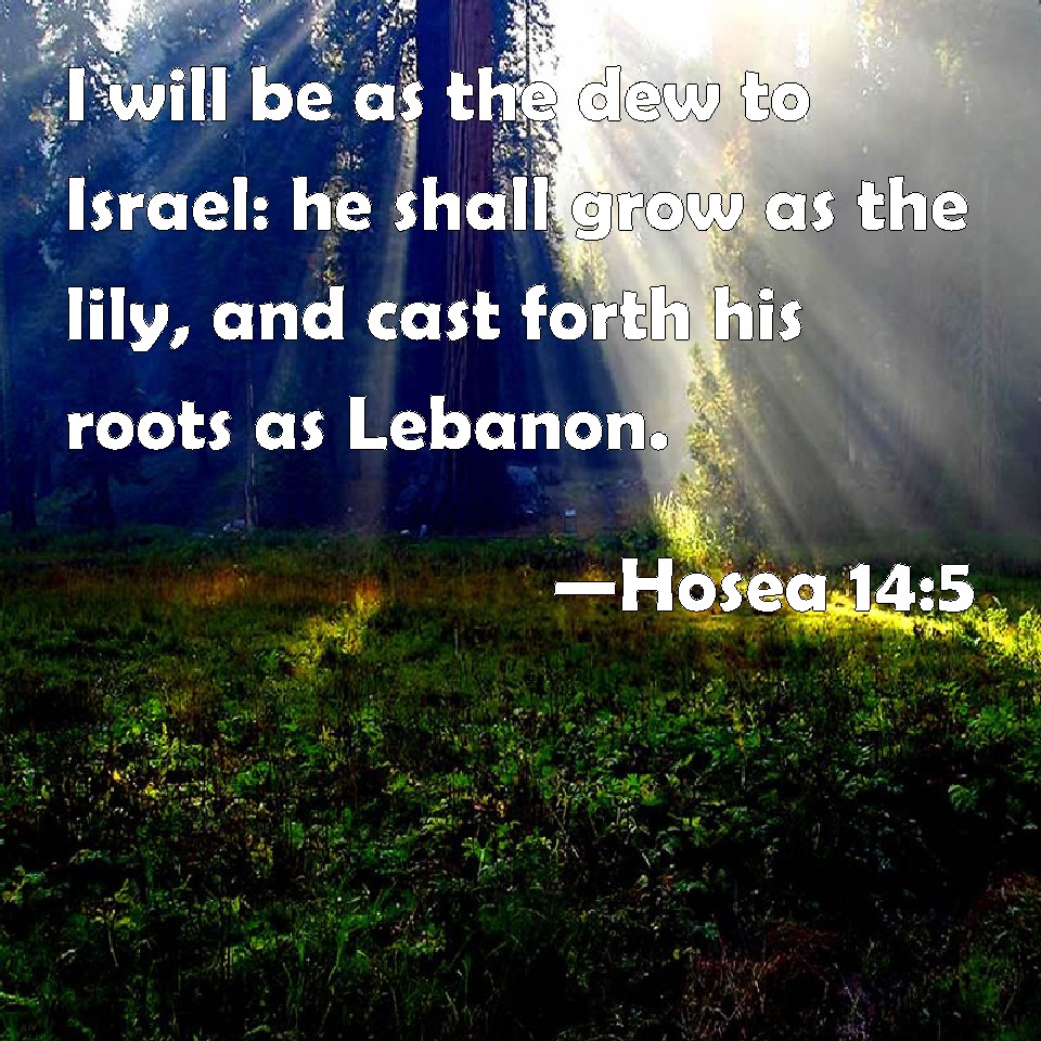 Hosea 14:5 I Will Be As The Dew To Israel: He Shall Grow As The Lily 