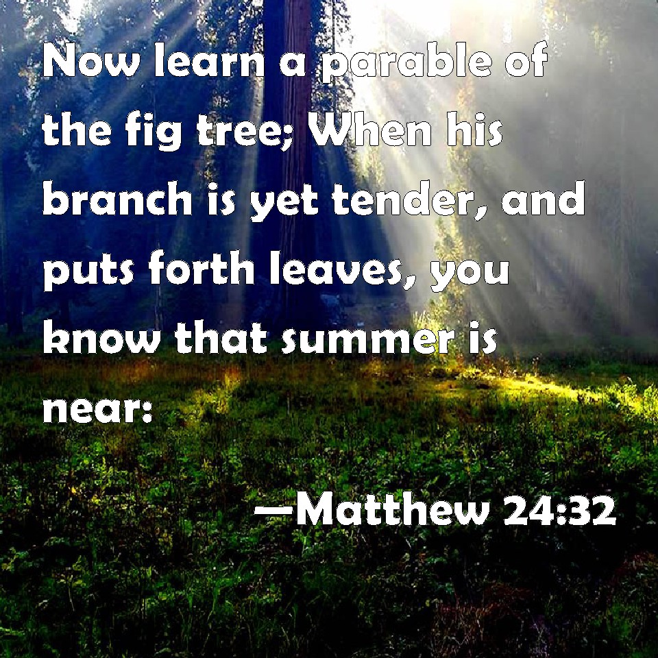 Matthew 2432 Now learn a parable of the fig tree; When his branch is