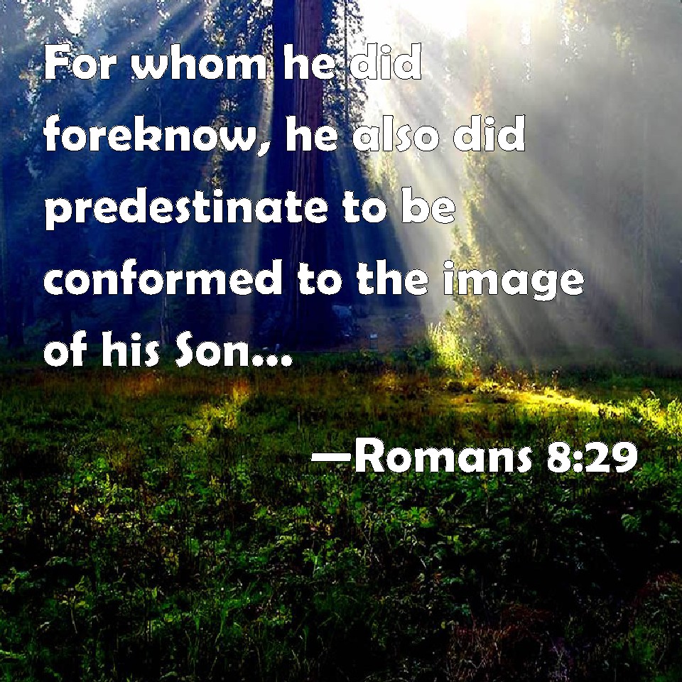 Romans 8:29 For whom he did foreknow, he also did predestinate to be ...