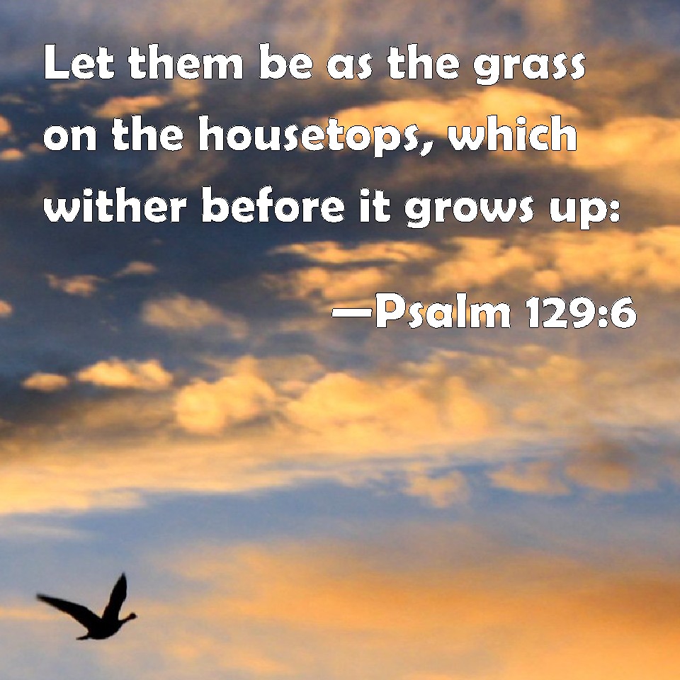 Psalm 129 6 Let Them Be As The Grass On The Housetops Which Wither 