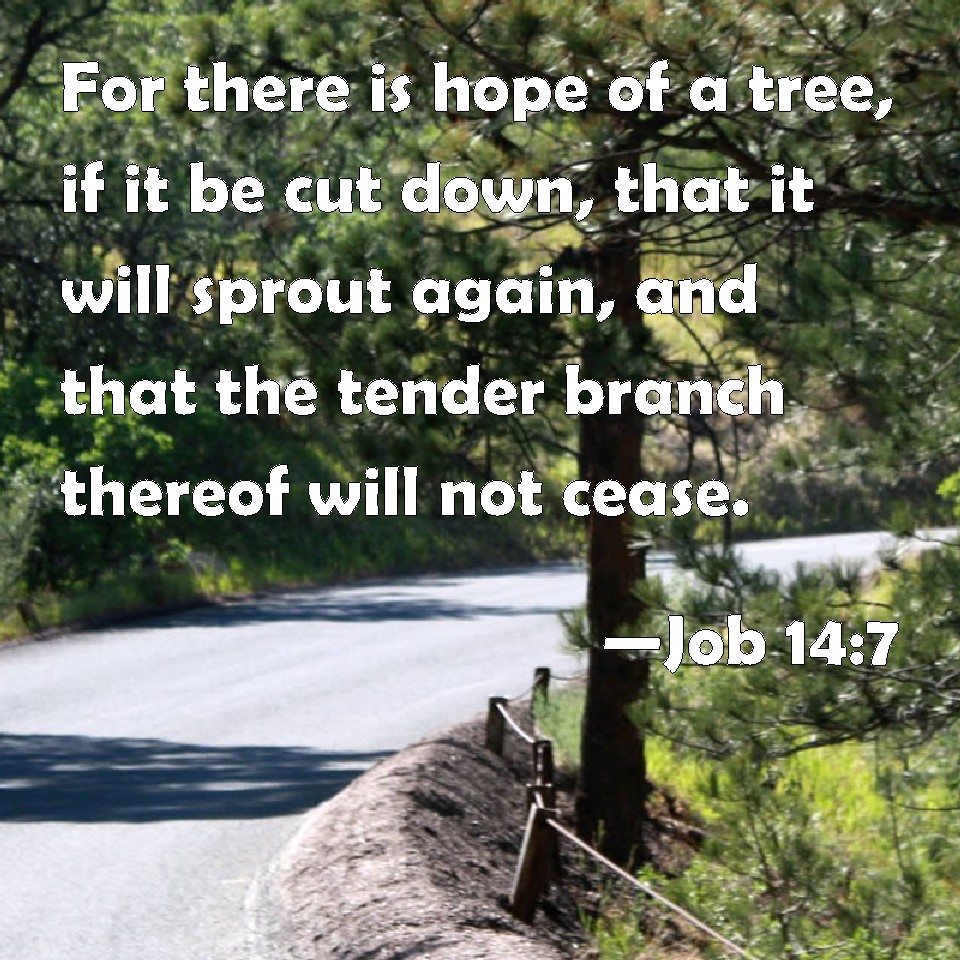 job-14-7-for-there-is-hope-of-a-tree-if-it-be-cut-down-that-it-will